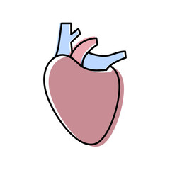 Human heart anatomy vector icon isolated. healthcare and medicine concept.
