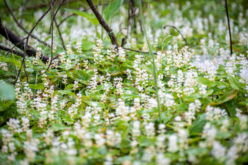 Tiny white flowers blooming in a forest. Early summer vibes in Lithuania. Green lush foliage and floral closeup. Selective focus on the details, blurred background.