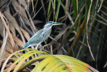 Striated Heron - Butorides striata, beautiful small heron from Asian marsches and fresh waters, Sri Lanka.