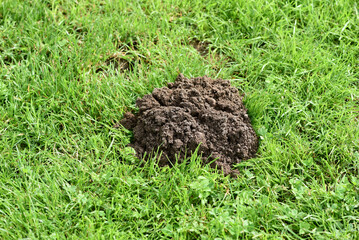 Molehills on lawns