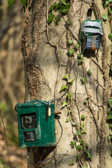 hunting camera, camera attached to a tree, used by hunters to spy wild animals