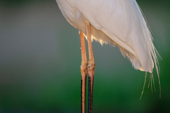 Close up of the tail feathers of a Great white heron