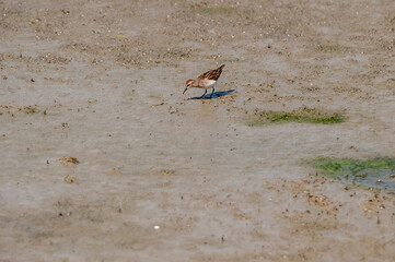 Semipalmated Sandpiper (Calidris pusilla)