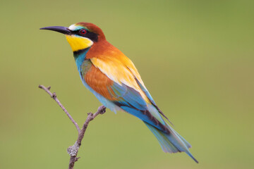 Eurasian bee-eater