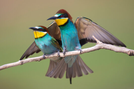 Two Eurasian bee-eaters