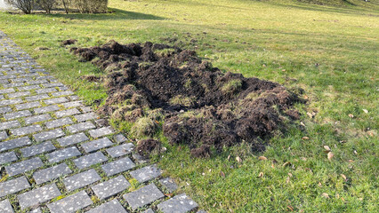 Wild boar tracks