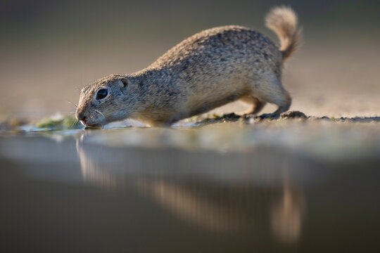 European ground squirrel drink water