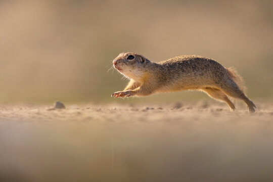 European ground squirrel jump