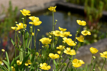 Tongue buttercup, Ranunculus lingua
