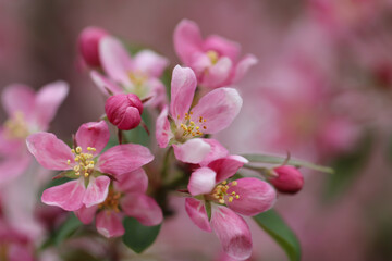 Fototapeta na wymiar Cherry blossoms in full bloom, close-up