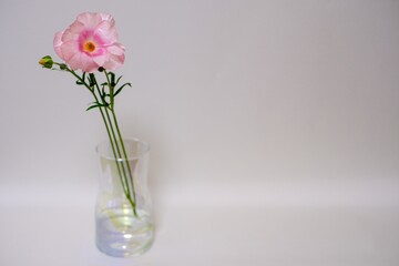 ピンク色のラナンキュラスラックス