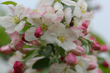 Fototapeta na wymiar flowering fruit trees. apple flowers