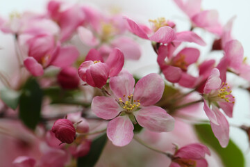 Fototapeta na wymiar Close-up of a pink flowers and buds with selective focus, blossoming fruit tree
