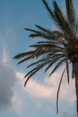 palm tree from beneath in the sun across the sky. Summer background. Copy space. tropical climate