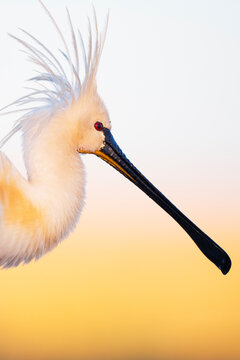 Close up portrait of a Eurasian spoonbill