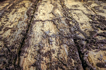Termite damaged wood floors,Wood was eaten by termites. Selective focus.                    
