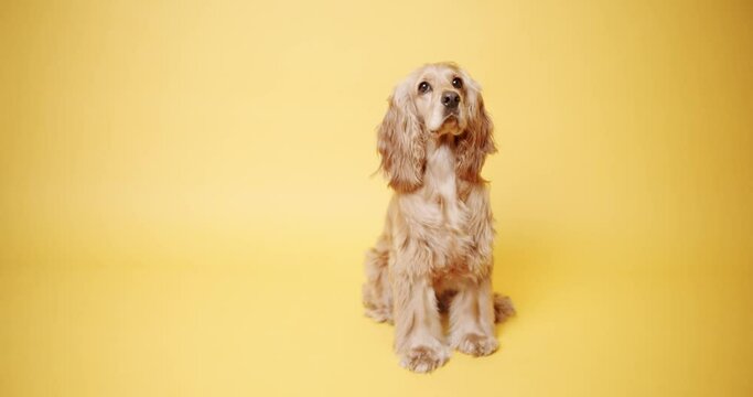 English Cocker Spaniel on a Isolated Yellow Background. The pet sits with its head up and looks at the camera. Dog Model and Funny in studio. Pet Model. Cute Dog. Fun Dog.
