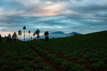beautiful view of farmland in a tropical village