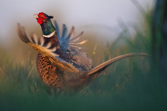 Common pheasant in the grass
