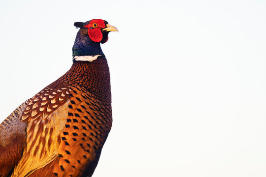 Close up of a Common pheasant with a white background
