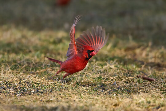 Northern Cardinal