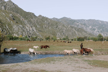 wild horses at the waterhole
