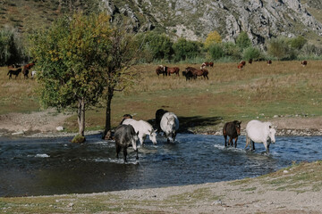 herd of wild horses at the waterhole