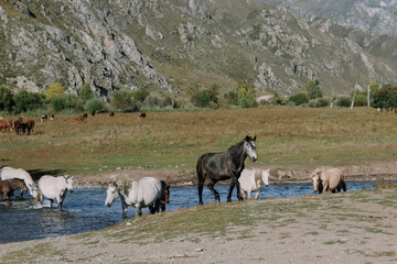 Obraz premium wild horses at the waterhole