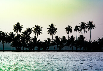tropical island with trees