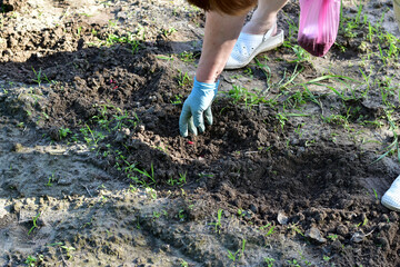 In the picture, women's hands dressed in rubber mittens throw bean seeds into the earth's holes.