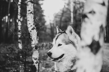 Monochrome Malamute portrait in a tree grove. Cute Northern breed dog posing on a birch forest in spring. Selective focus on the details, blurred background.