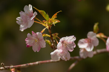 河津町の河津桜