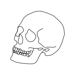 A human skull, drawn by outline. Vector Stock illustration.