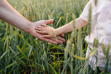 Close up of man with a child holding hands at wheat field full green spikelets.. Selective focus....