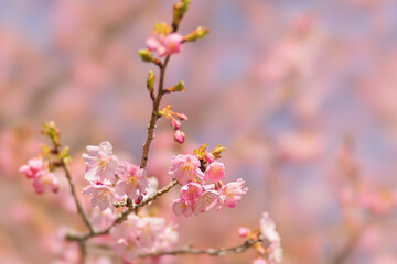 河津町の河津桜
