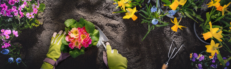 Gardeners hand planting flowers in pot with dirt or soil