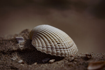 seashell on the beach
