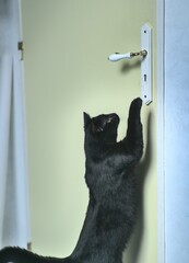 Dressage de chat pour lui apprendre à ouvrir une porte
