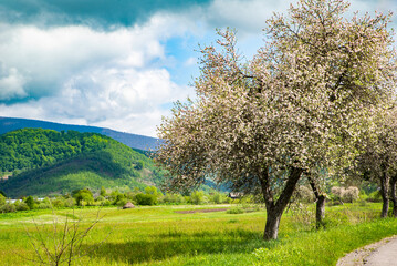 Fototapeta na wymiar spring beautiful landscape alley of apple trees near the road on a background of mountains, countryside.