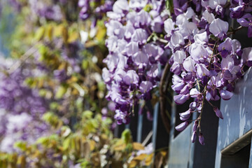 Obraz premium Blooming lilac wisteria on a sunny day.