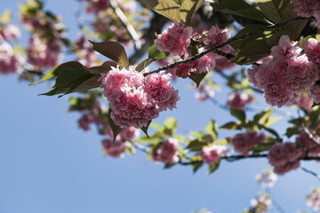 Blooming pink sakura on a sunny day.