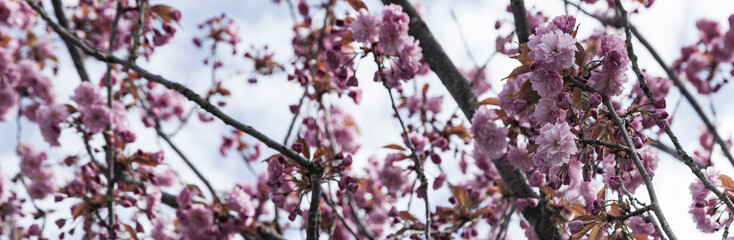 Blooming pink sakura on a sunny day.