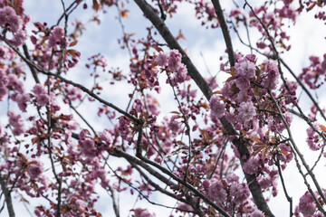 Blooming pink sakura on a sunny day.