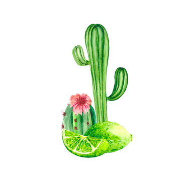 Watercolor composition of green juicy cacti and delicious lime slices isolated on a white background. Botanical drawing for decoration and illustrations on the theme of nature, food and plants.