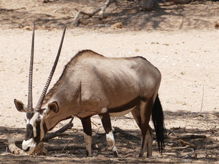 Oryxantilope Afrika