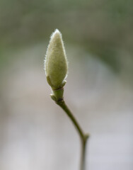 buds of a willow