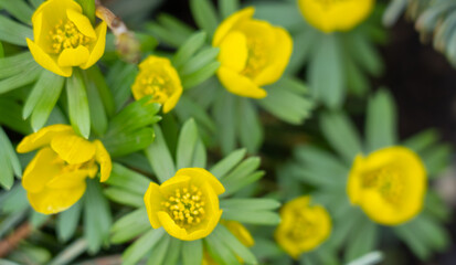 yellow tulips in spring