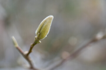 buds of a willow