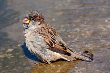 Little sparrow (Passer domesticus) bathes in a puddle close-up