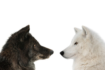 canadian wolf and polar wolf isolated on white background